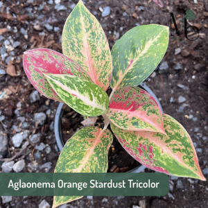 Aglaonema Orange Stardust Tricolor
