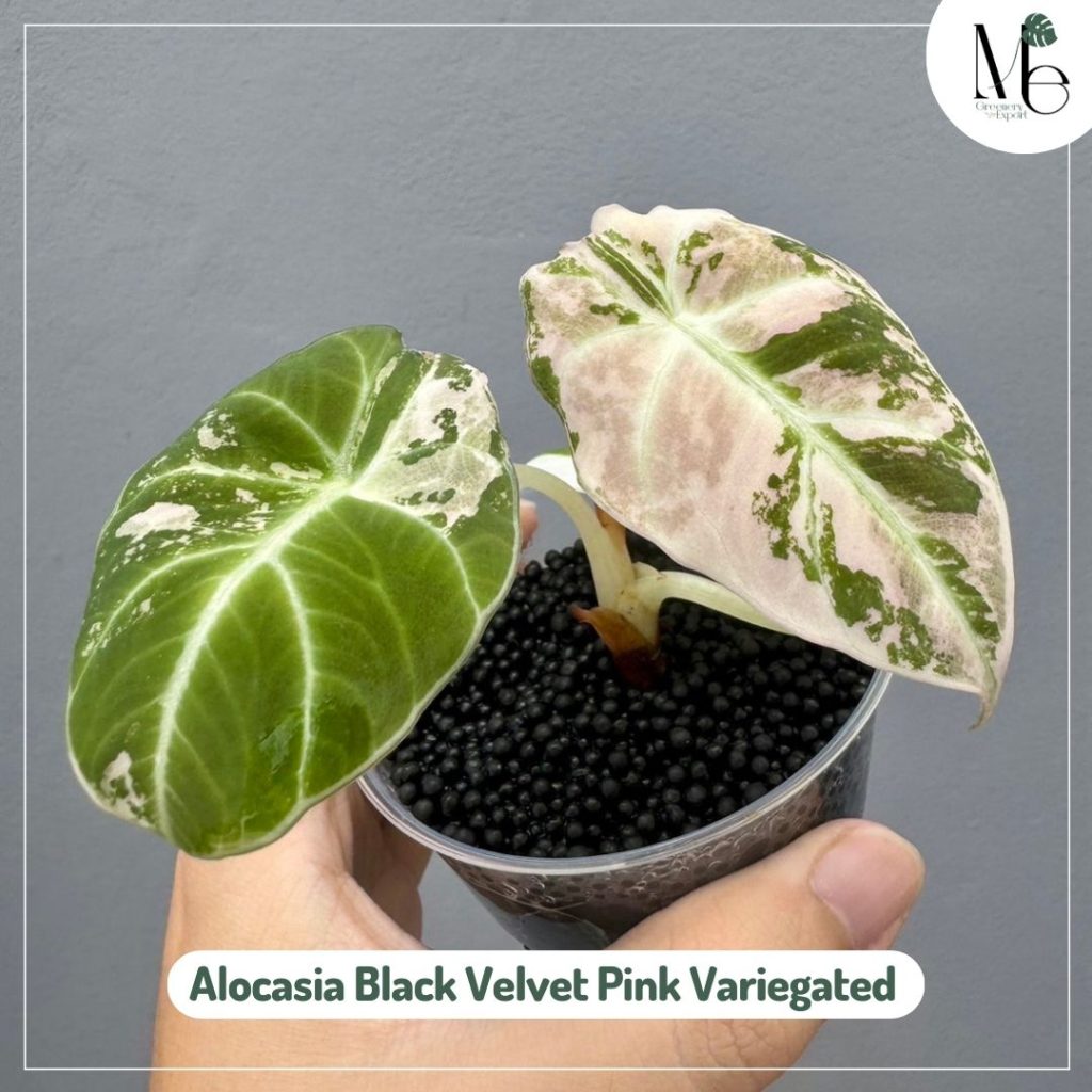 Alocasia Black Velvet Pink Variegated