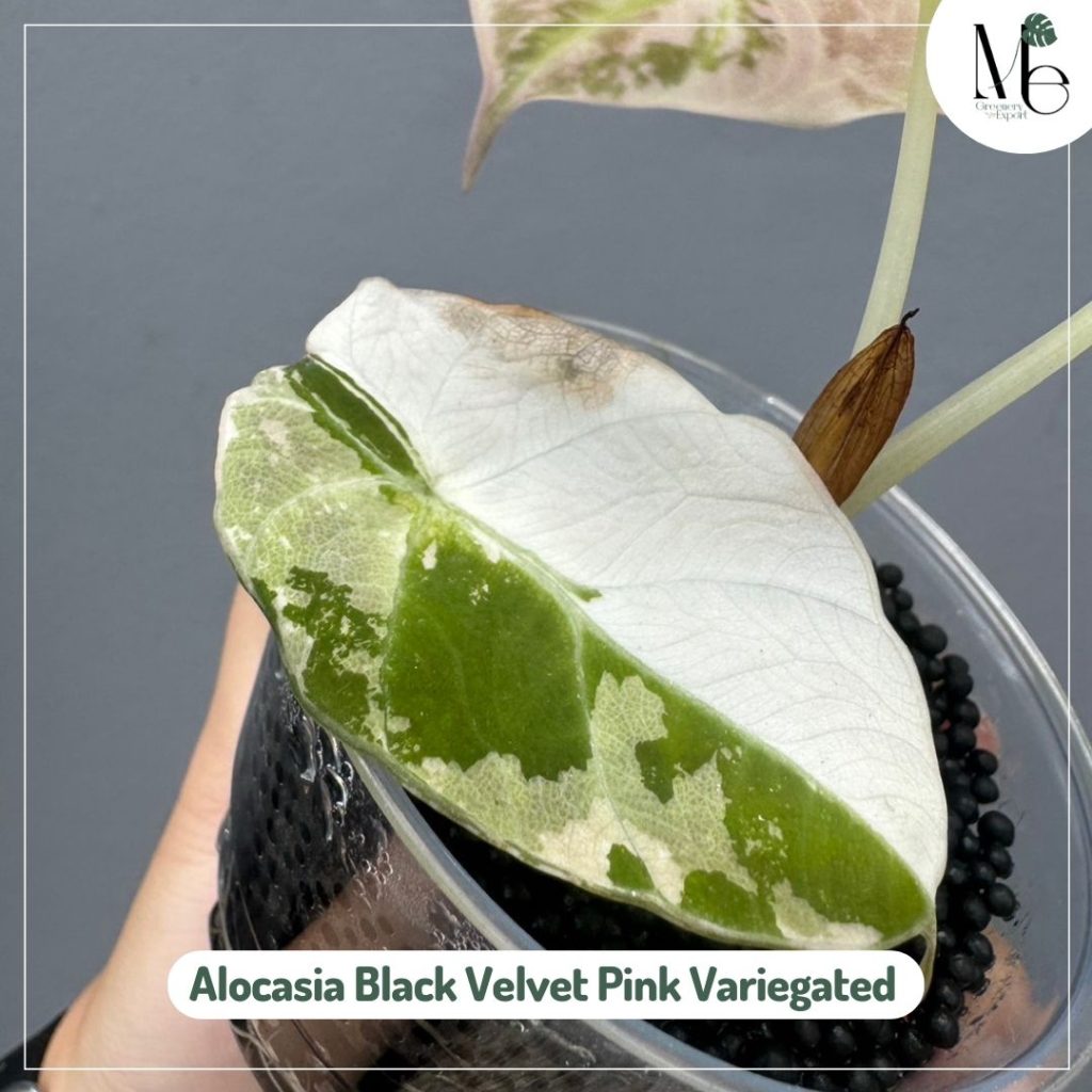 Alocasia Black Velvet Pink Variegated