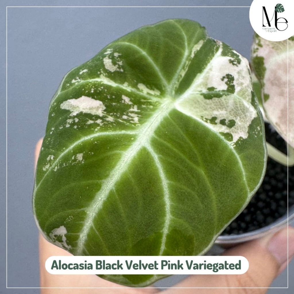 Alocasia Black Velvet Pink Variegated