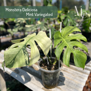 Monstera Deliciosa Mint Variegated