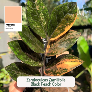 Zamioculcas Zamiifolia Black Peach Color