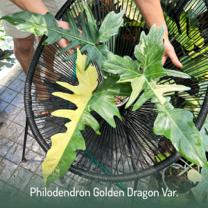 Philodendron Golden Dragon Variegated 