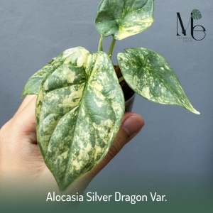 Alocasia Silver Dragon Var.