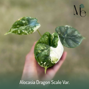 Alocasia Dragon Scale Var.