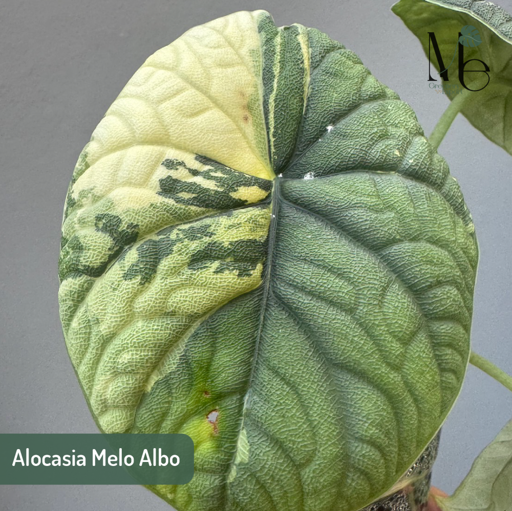 Alocasia Enthusiasts