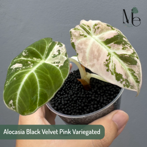 Alocasia Black Velvet Pink Variegated