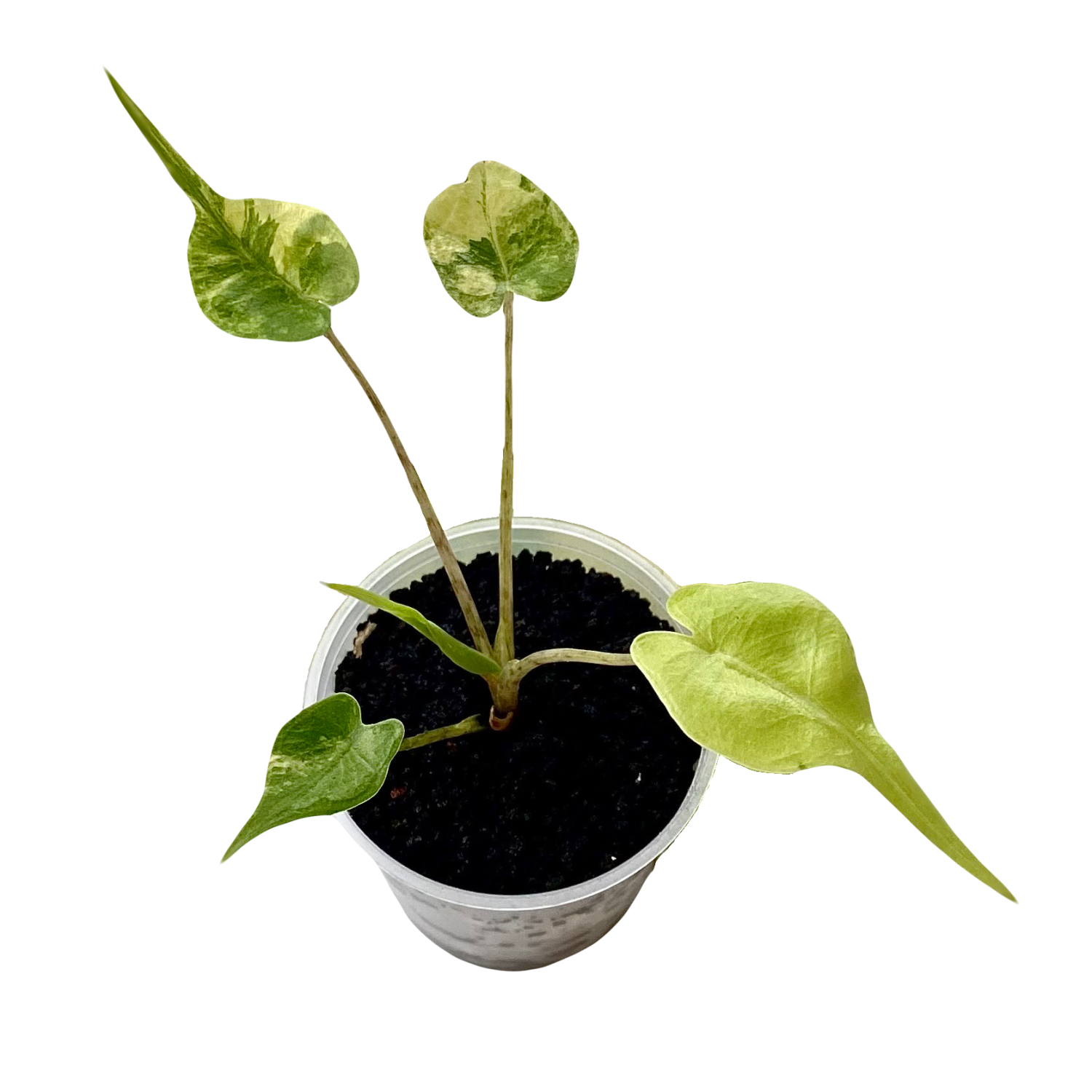 Varigated Plants - M.E. Greenery Export