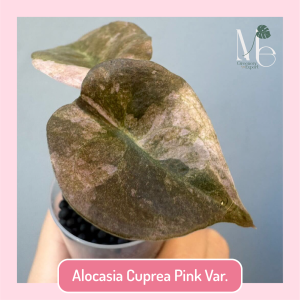 Alocasia Cuprea Pink Variegated