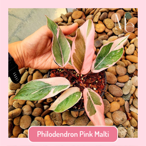 Philodendron Pink Malti