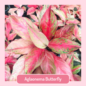 Aglaonema Butterfly