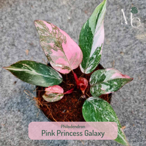 Philodendron Pink Princess Galaxy