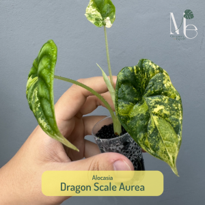 Alocasia Dragon Scale Aurea
