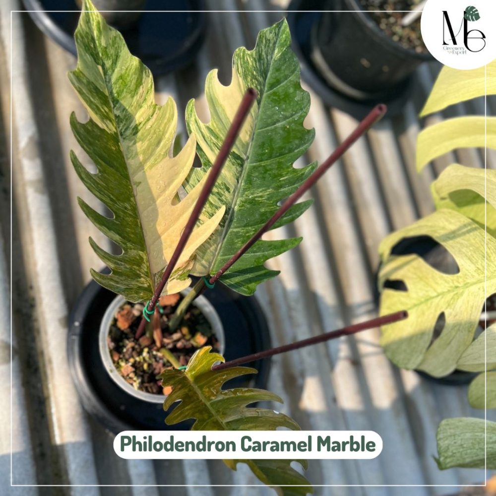 Philodendron Caramel Marble