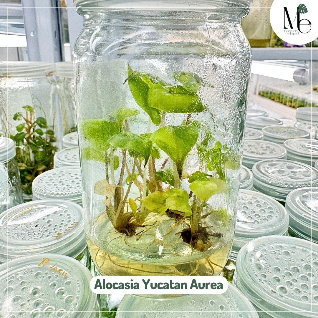 Alocasia Yucatan 100% Aurea Variegated (TC)