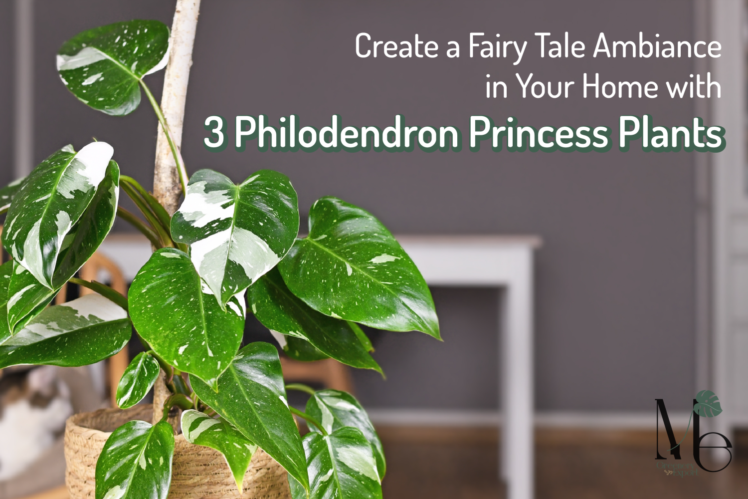 Philodendron White Princess