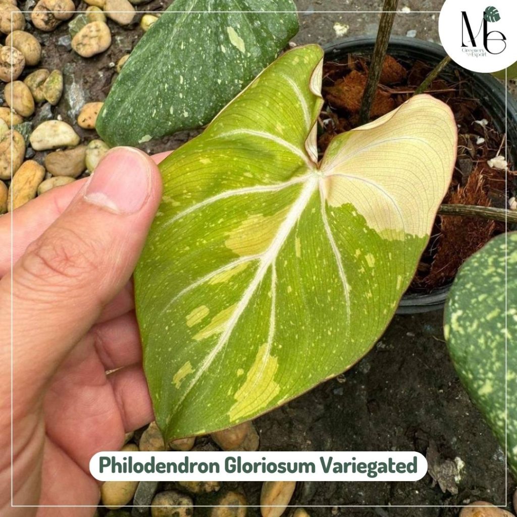 Philodendron Gloriosum Tricolor