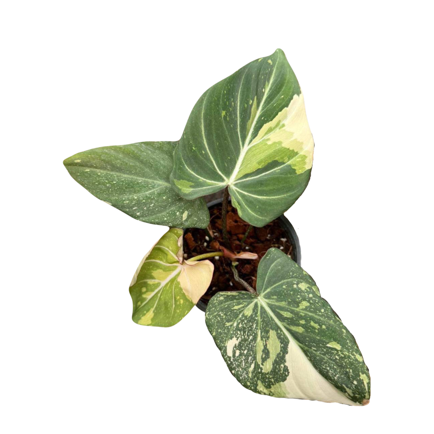Philodendron Gloriosum Variegated