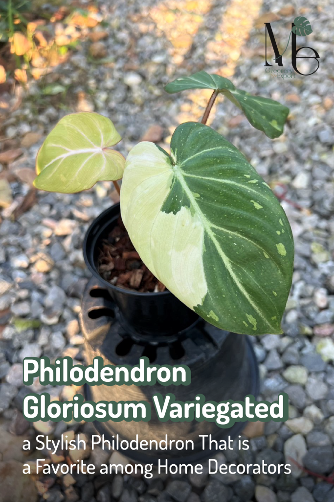 Philodendron Gloriosum Variegated