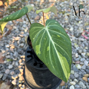 Philodendron Gloriosum Variegated