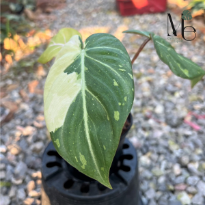 Philodendron Gloriosum Variegated