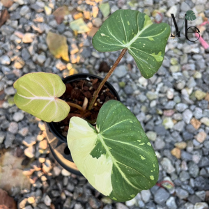 Philodendron Gloriosum Variegated