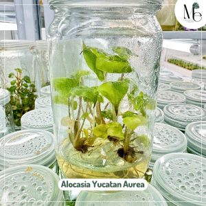 อโลคาเซีย ยูคาตันด่างเหลือง (Alocasia Yucatan 100% Aurea Variegated) 
