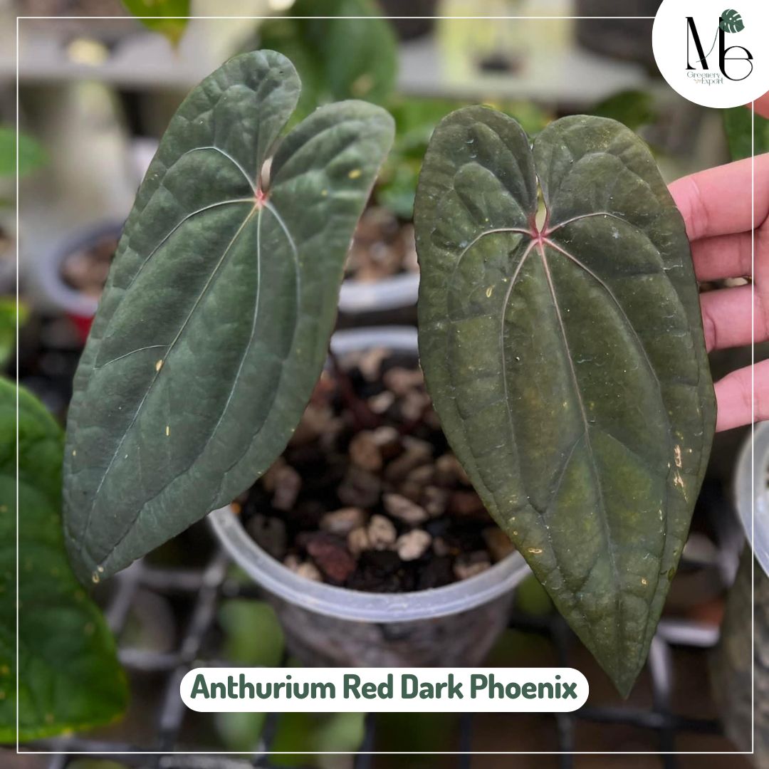 Anthurium Red Dark Phoenix