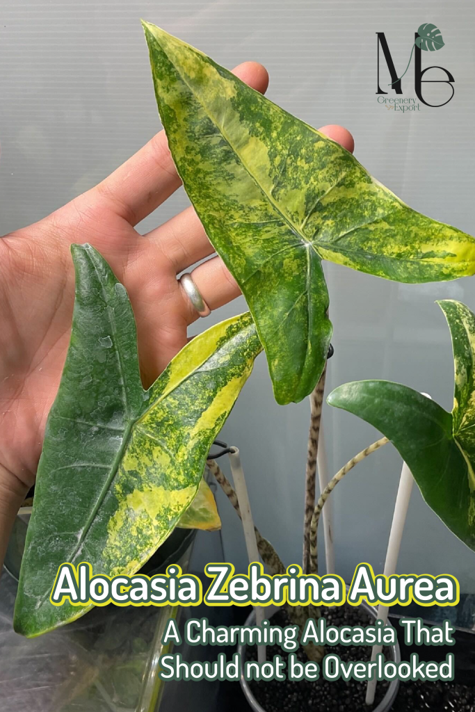 Alocasia Zebrina Aurea