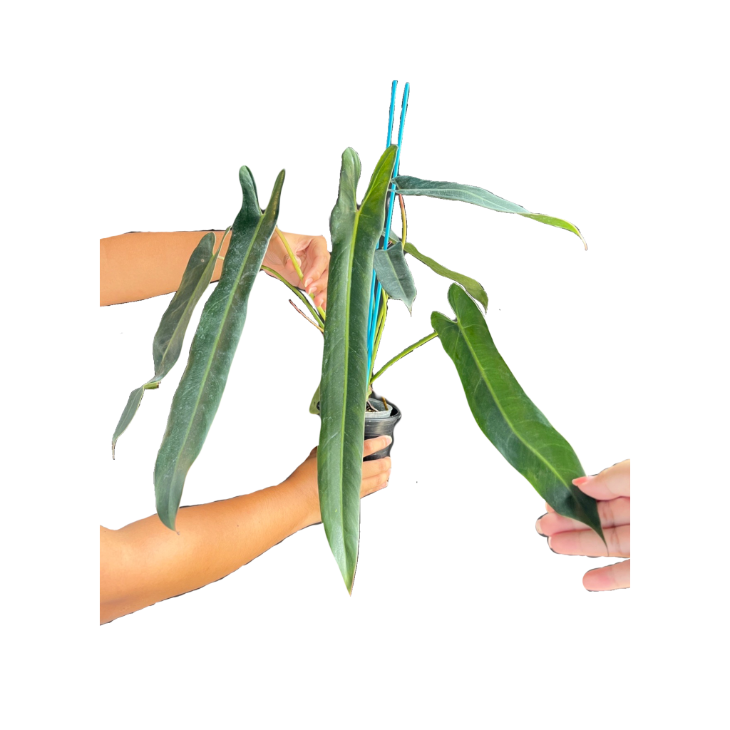 Philodendron Spiritus Sancti (medium to large)