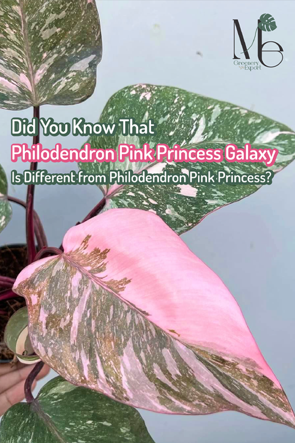 Did You Know That Philodendron Pink Princess Galaxy is Different from Philodendron  Pink Princess?
