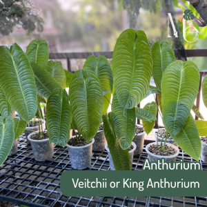 แอนทูเรียม คิง (Anthurium Veitchii or King Anthurium)  