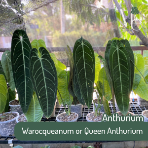 แอนทูเรียม ควีน (Anthurium Warocqueanum or Queen Anthurium) 