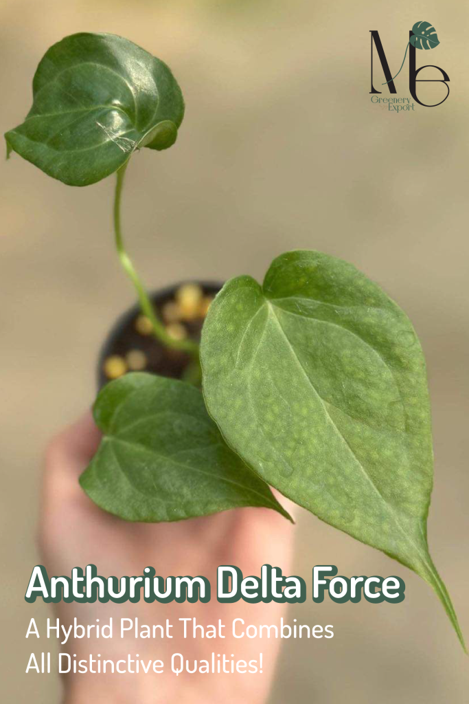 Anthurium Delta Force 01