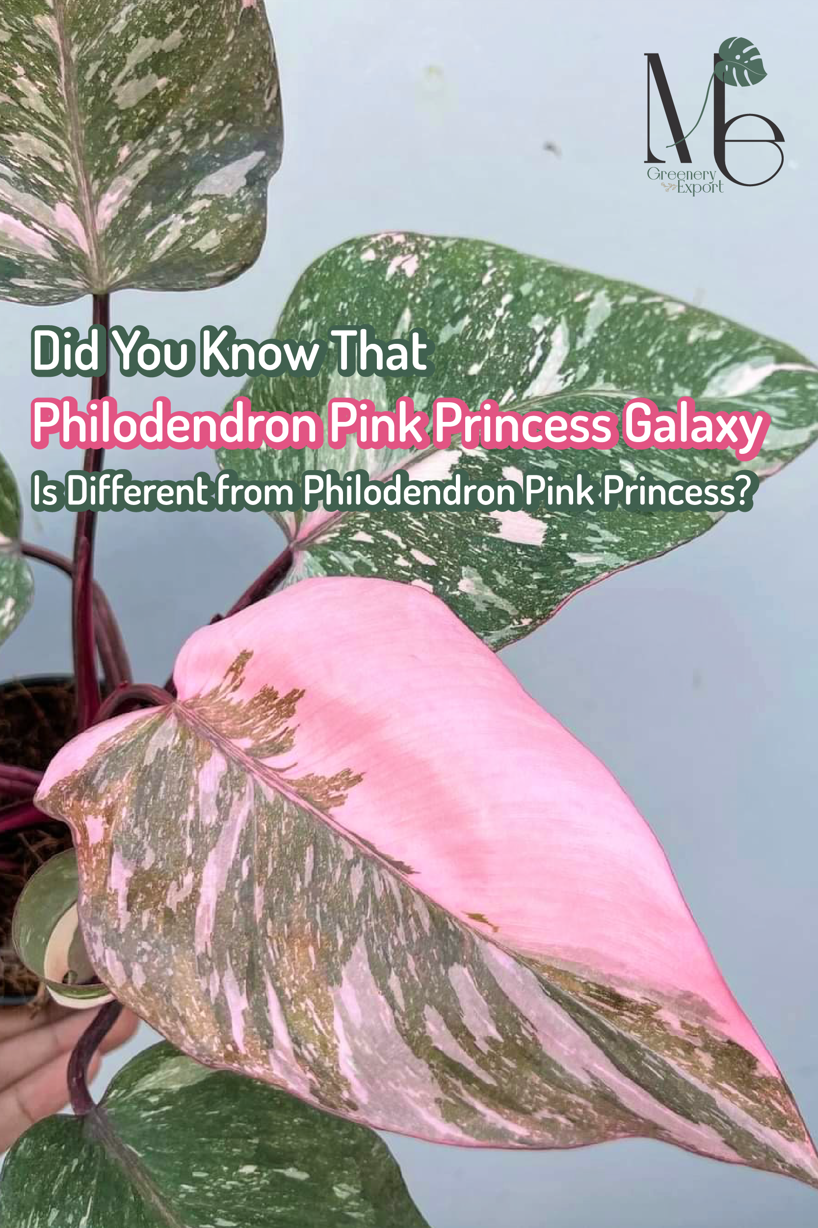 Did You Know That Philodendron Pink Princess Galaxy is Different from(04)