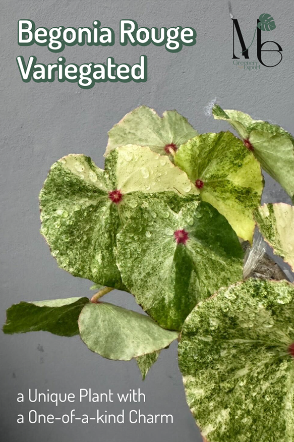 Begonia Rouge Variegated