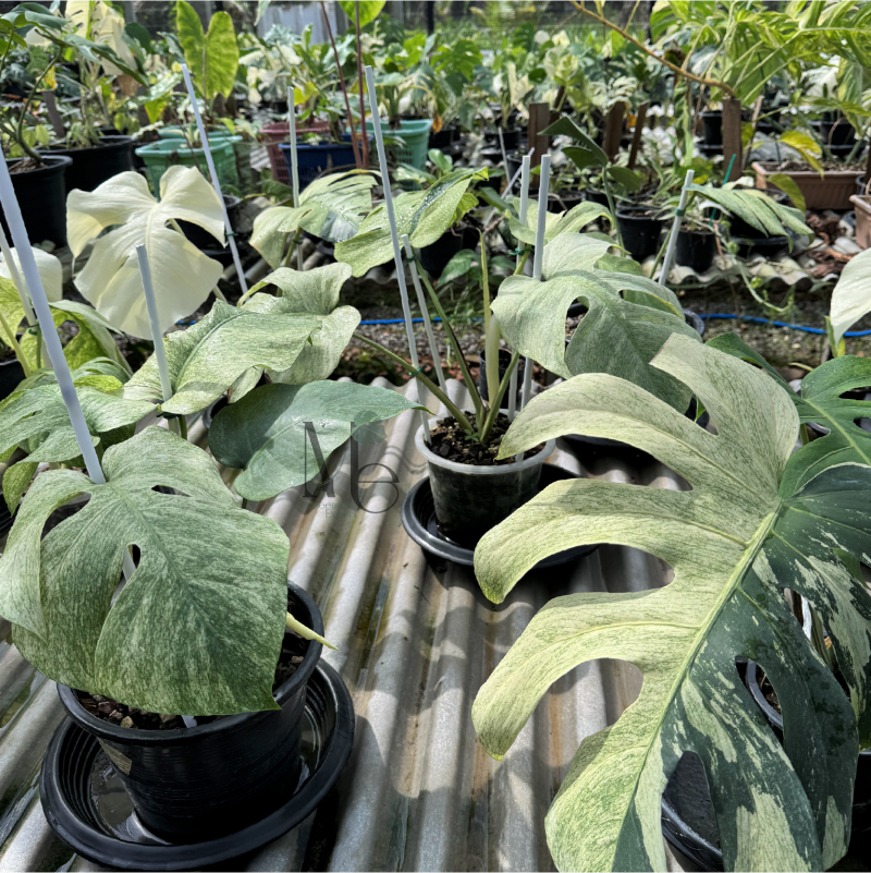 buy bioluminescent plants Light Bio Firefly Petunia Avid Gardener Series (80mm Plants) main image 1