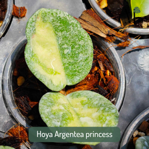 Hoya Argentea princess