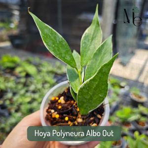 Hoya Polyneura Albo Out
