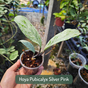 Hoya Pubicalyx Silver Pink