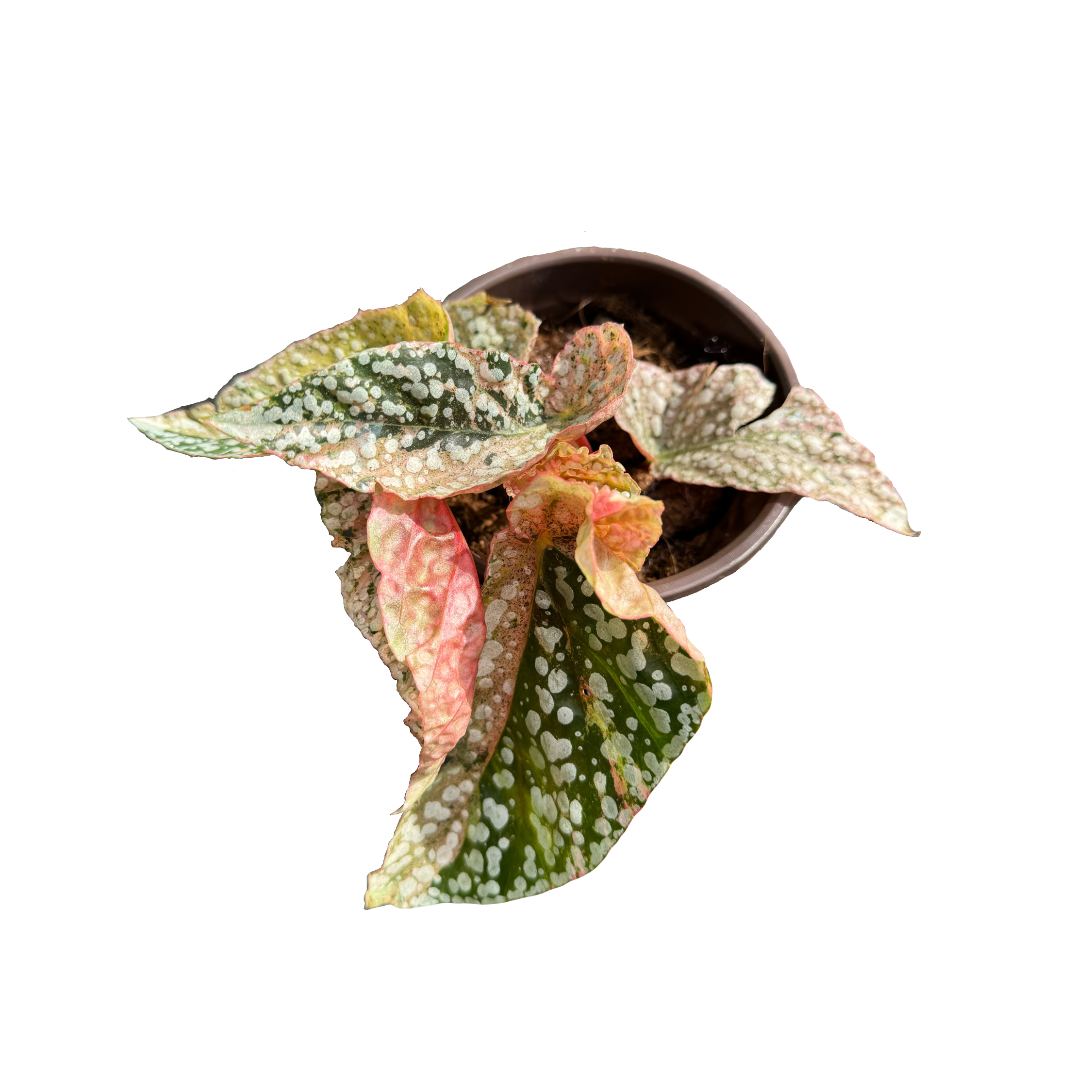 Begonia Snowcap Variegated