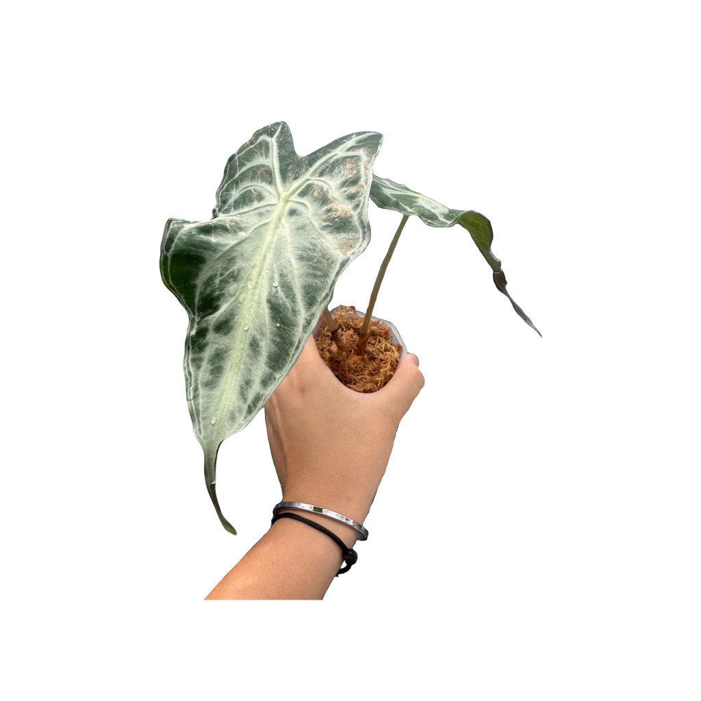 アロカシア ヴェノム Alocasia 'Venom' 管理番号22 fit=scale-down,w=1200