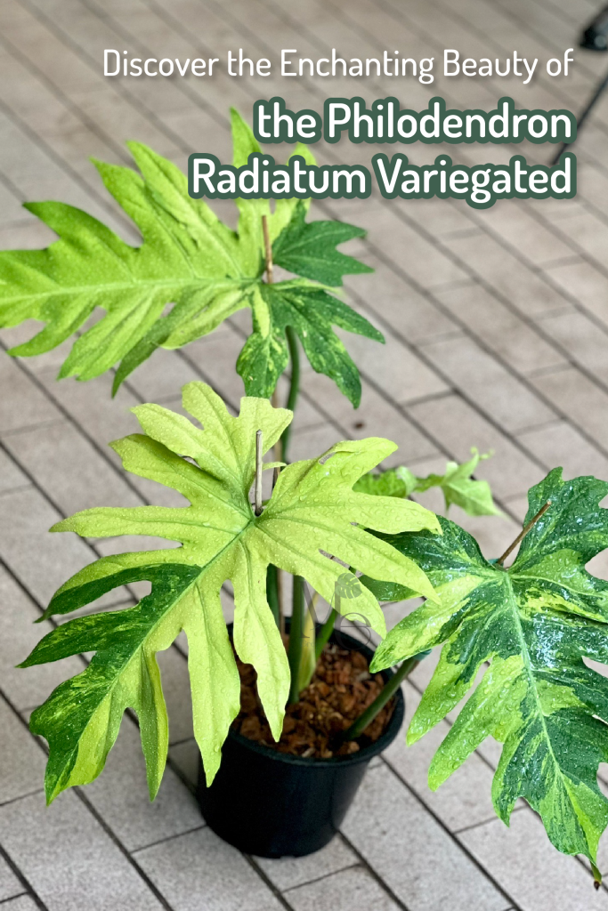 Philodendron Radiatum Variegated