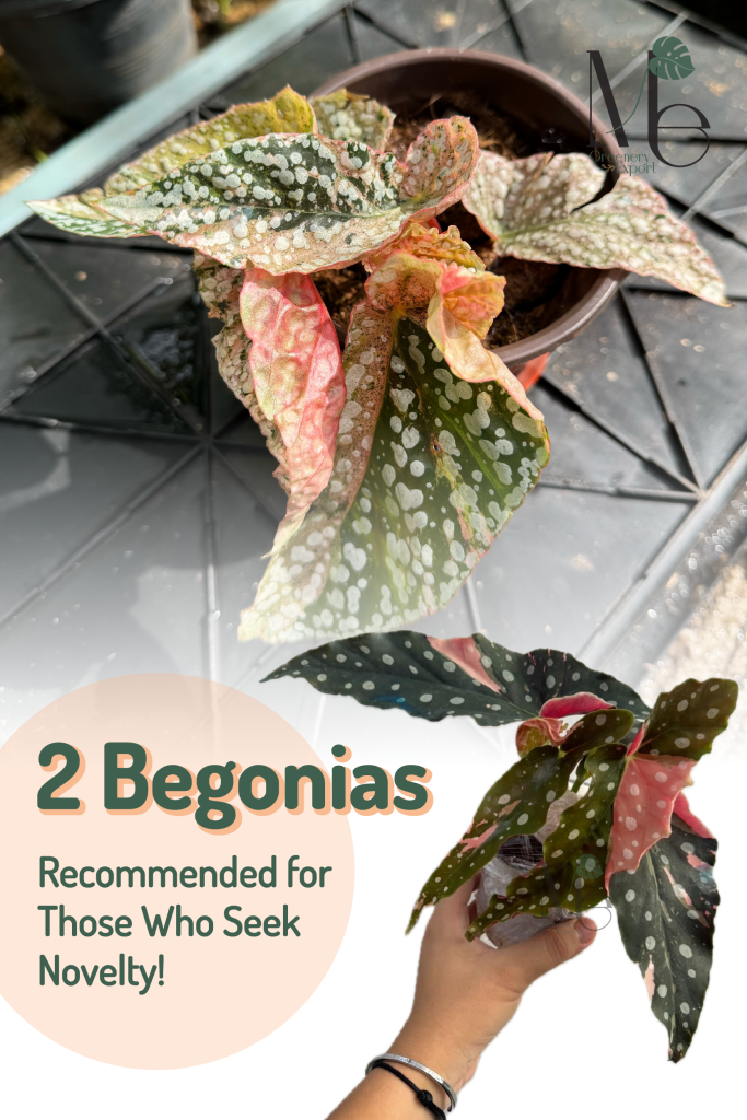Begonia Maculata Variegated