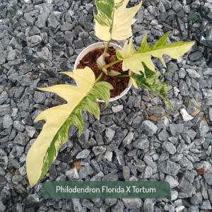 ฟิโลเดนดรอนฟลอริดา X ทอร์ทัม (Philodendron Florida X Tortum)