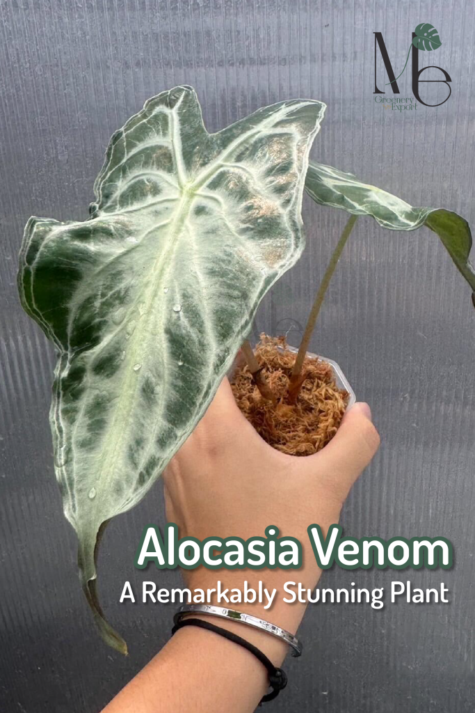 อโลคาเซีย เวน่อม (Alocasia Venom)