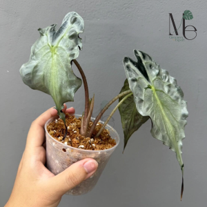 อโลคาเซีย เวน่อม (Alocasia Venom)