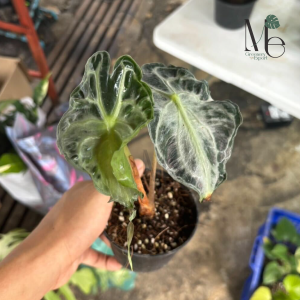 อโลคาเซีย เวน่อม (Alocasia Venom)