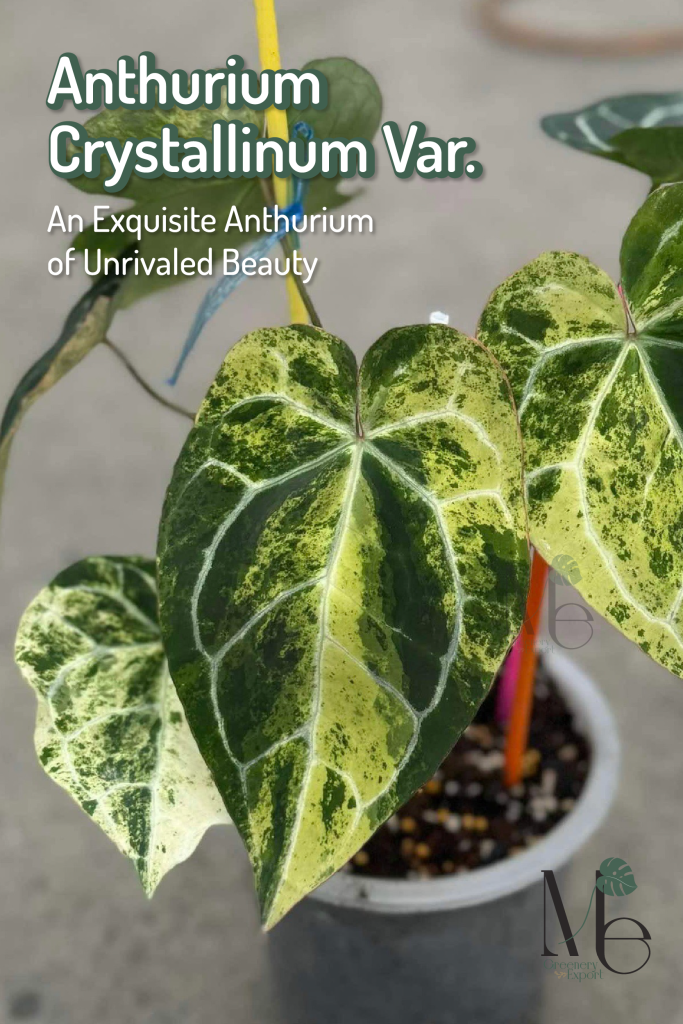 Anthurium Crystallinum Variegated