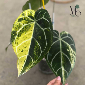 Anthurium Crystallinum Variegated